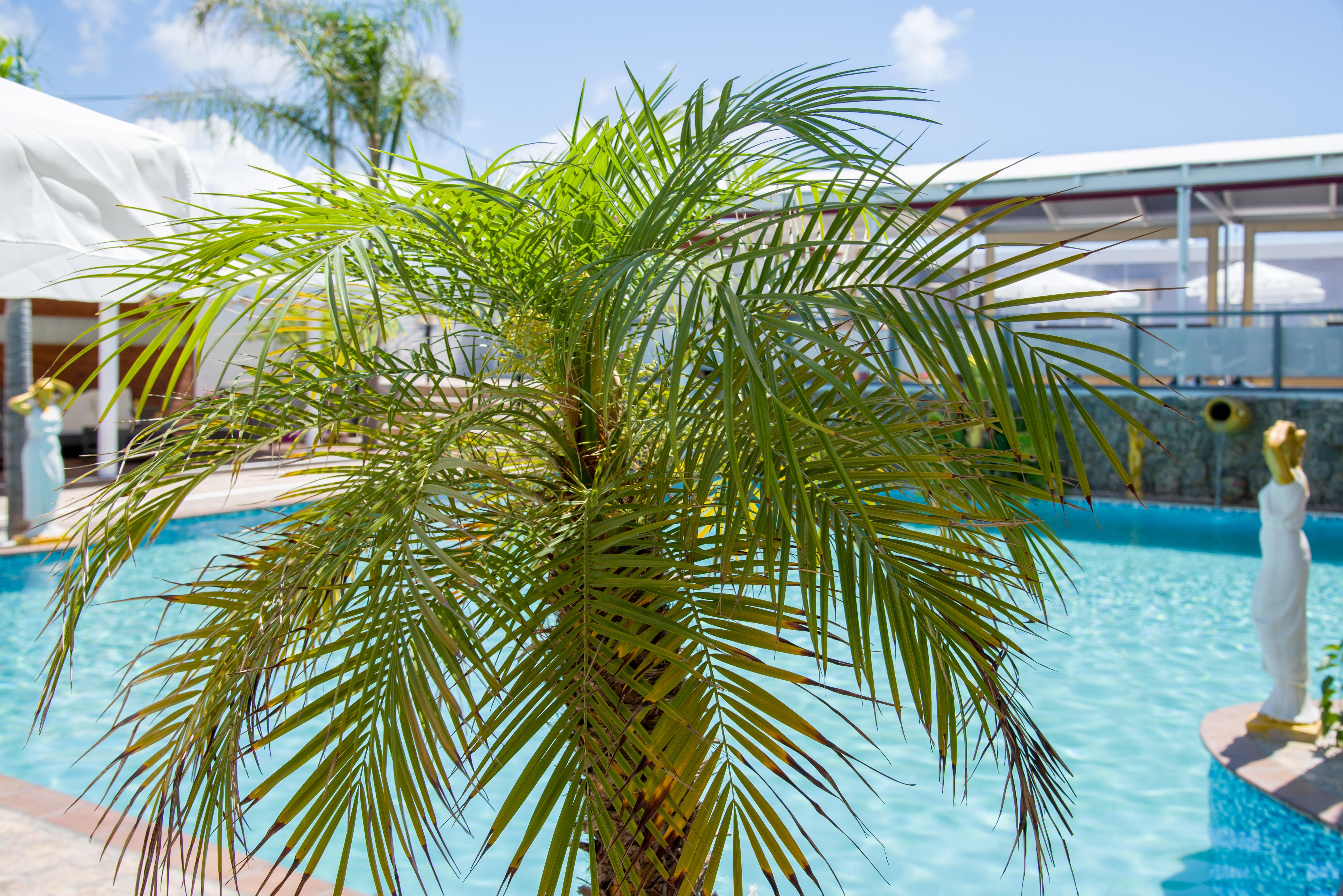 Отель Paradice Luxury Suites-near Zorbas Beach-free Breakfast